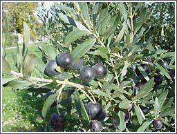 olives_noires1.jpg