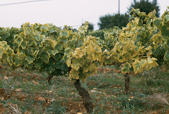 Flavescence de la vigne