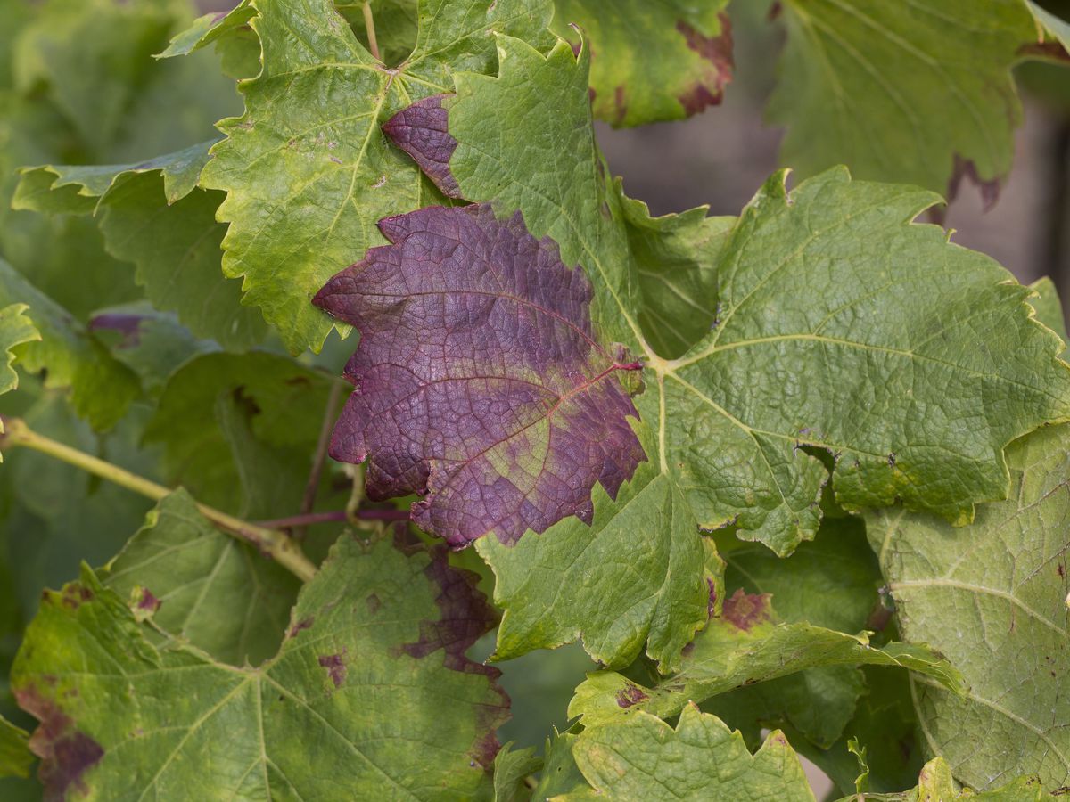 Communication de la DRAAF PACA relative à la flavescence dorée de la vigne