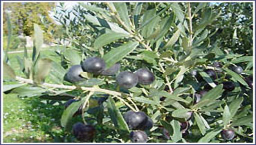L'huile d’olive