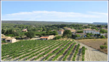 La vigne et le vin